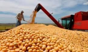 El campo entrerriano cerró la campaña de soja con menos producción pero la de "segunda" salvó las cuentas.