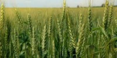 El aumento de costos y los bajos precios proyectan una caída del 18% en la siembra de trigo en la provincia.