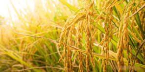 Advierten que pequeños productores arroceros pueden abandonar la actividad por la crisis del sector .