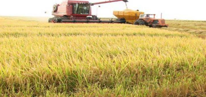 Los productores arroceros en crisis.