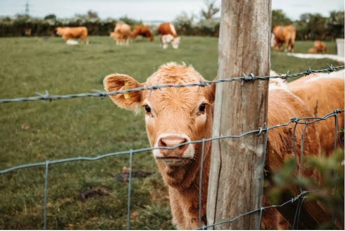La faena de vacas tuvo el peor primer semestre de la última década, pero subió el peso promedio