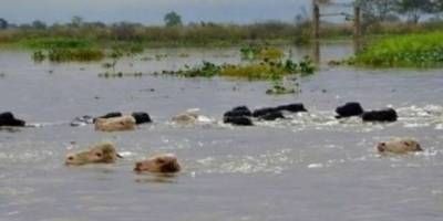 Ante la amenaza de un "Súper Niño", ganaderos de Entre Ríos buscan campos altos para evacuar casi 500 mil cabezas de ganado