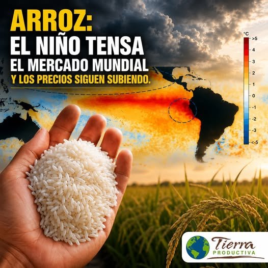 Arroz: mercado mundial tenso ante amenazas del niño. Los precios siguen subiendo.
