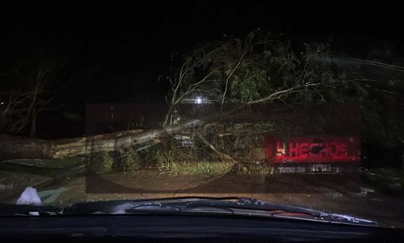 Fuerte temporal: un árbol cayó arriba de una vivienda y otro arriba de una camioneta en Campos.