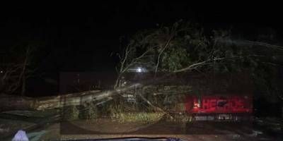 Fuerte temporal: un árbol cayó arriba de una vivienda y otro arriba de una camioneta en Campos.