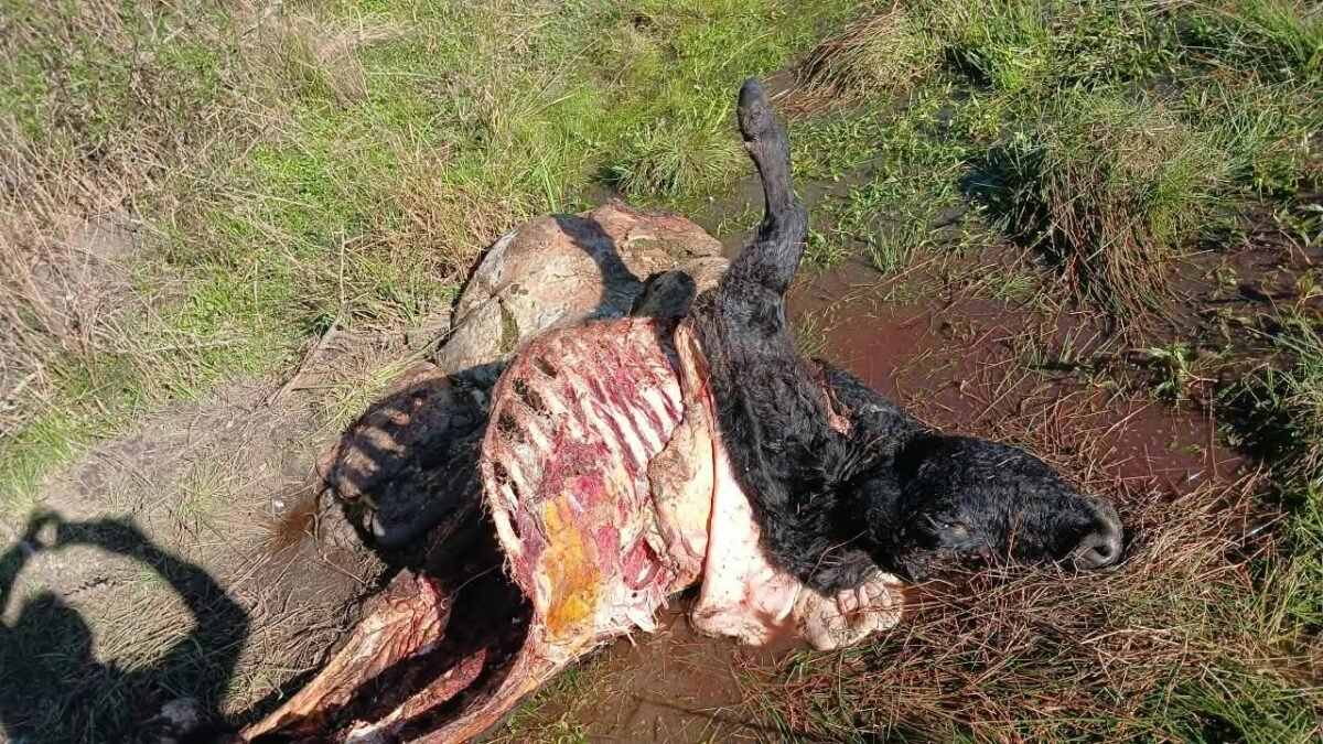 La FAA Entre Ríos alerta por carneadas clandestinas en Bovril y abre un interrogante: ¿zona liberada? 