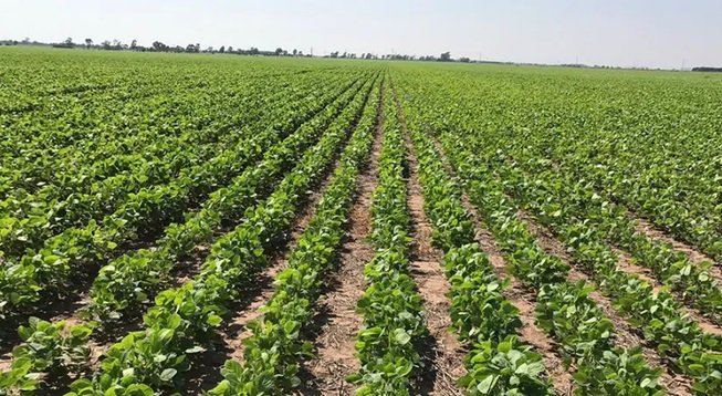 El campo se prepara para aportar un récord histórico de divisas.