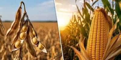 ¿Qué puede pasar con el maíz y la soja si llega El Niño? Una nueva app permite anticiparlo según cada región.