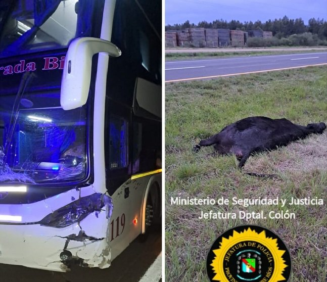 Un micro de larga distancia chocó un animal en cercanía a Ubajay.