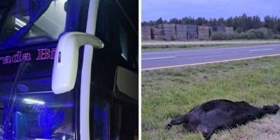 Un micro de larga distancia chocó un animal en cercanía a Ubajay.
