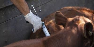 En noviembre se vacuna contra la Aftosa y Bruselosis.